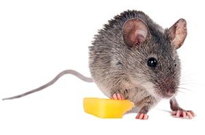 Mit Speck fängt man Mäuse - Kundenspezifikation